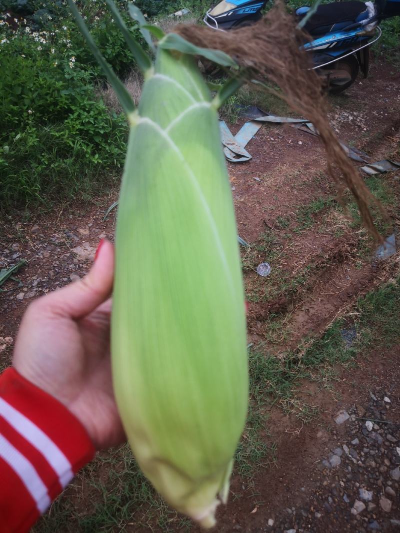 广西甜玉米大量上市