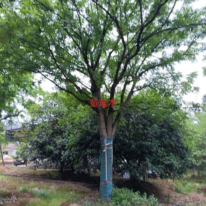 黄连木江苏苗木基地直发质量保证欢迎来电订购