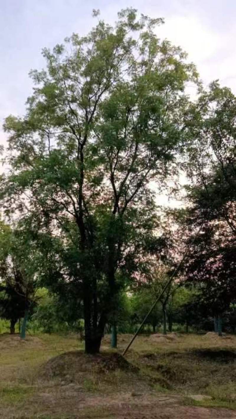 黄连木江苏苗木基地直发质量保证欢迎来电订购