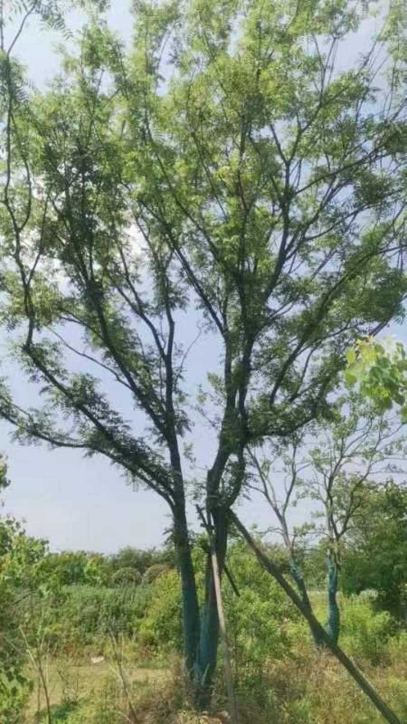 黄连木江苏苗木基地直发质量保证欢迎来电订购