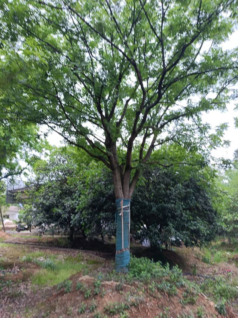 黄连木江苏苗木基地直发质量保证欢迎来电订购