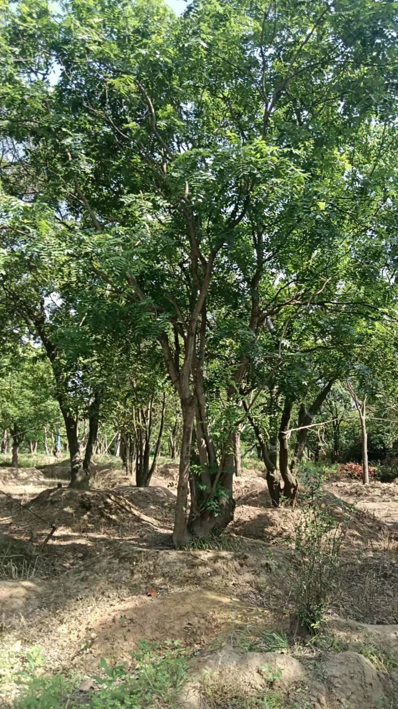 黄连木江苏苗木基地直发质量保证欢迎来电订购