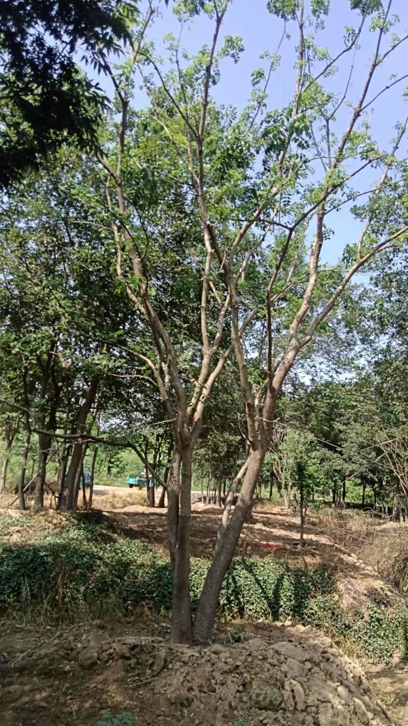 黄连木江苏苗木基地直发质量保证欢迎来电订购