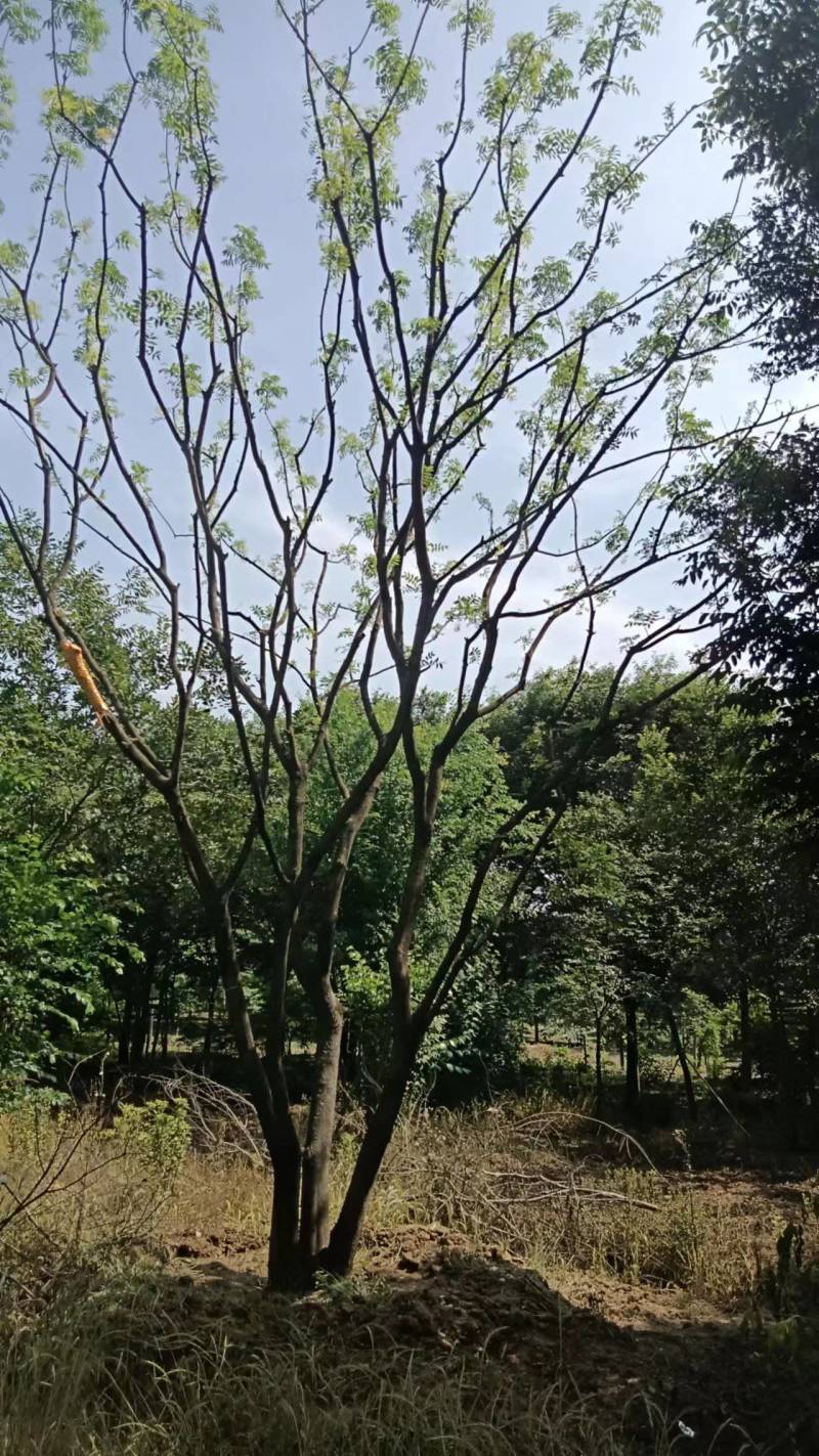 黄连木江苏苗木基地直发质量保证欢迎来电订购