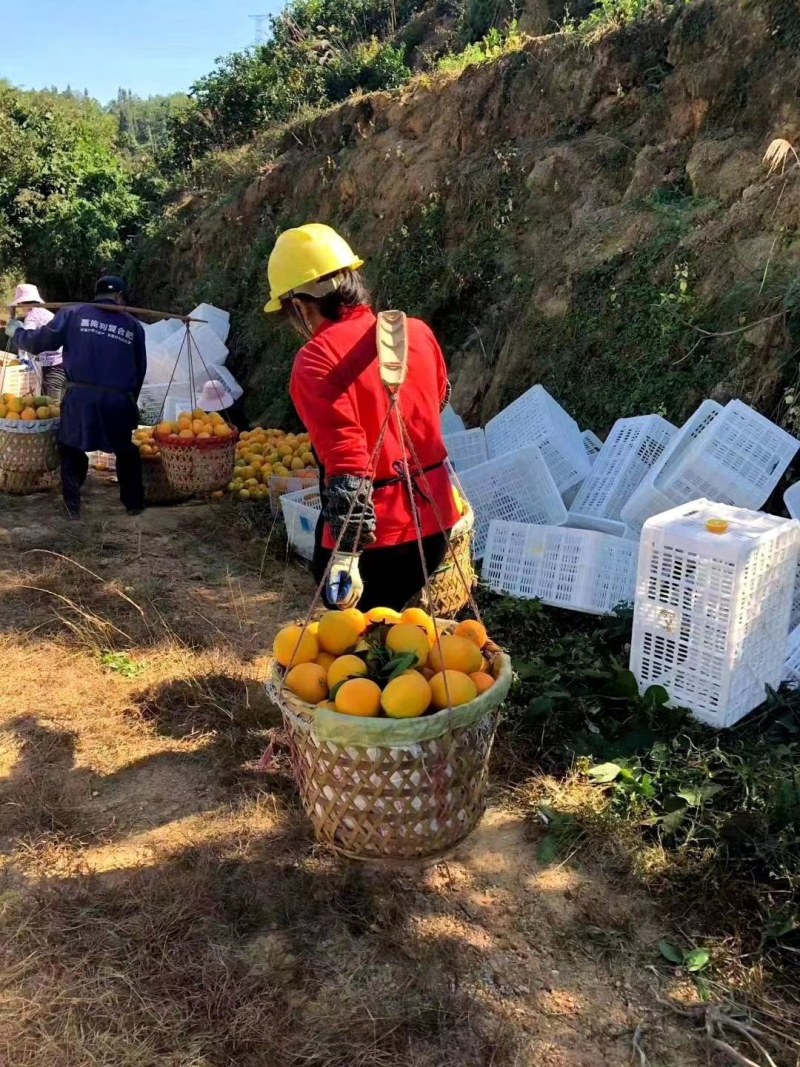 脐橙赣南脐橙精品货源产地直供量大从优欢迎咨询