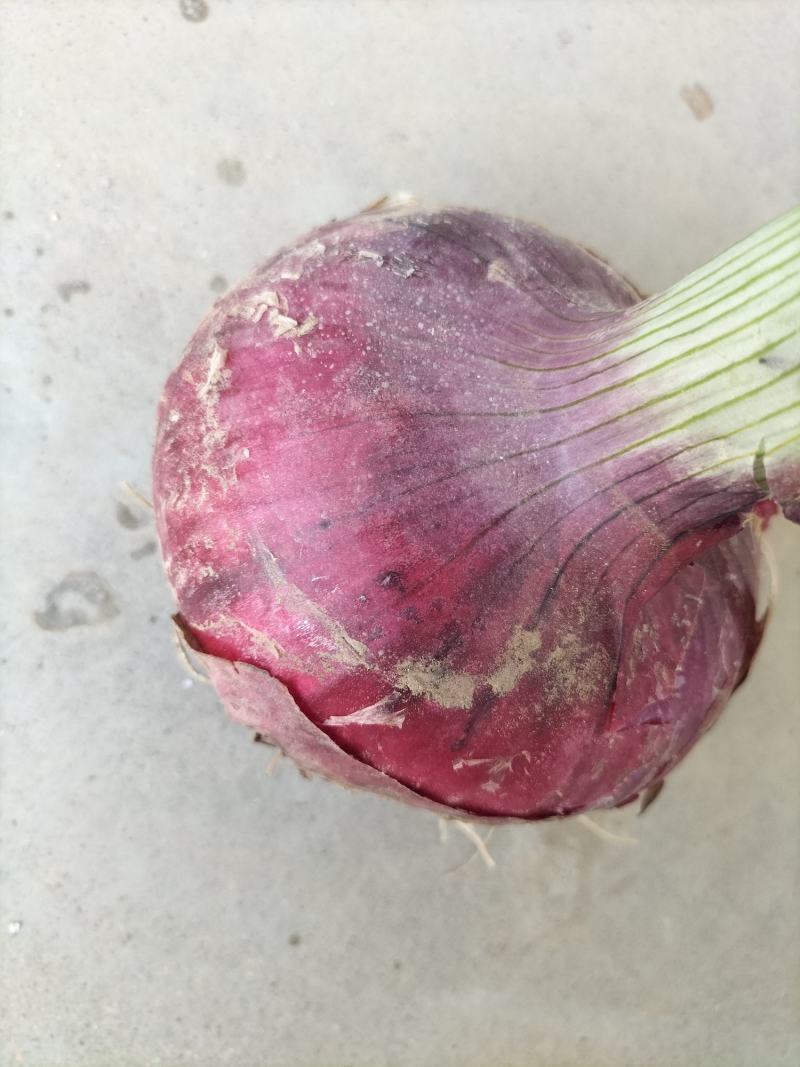 河北蔬菜基地红皮洋葱大量现货出，质量有保证价格合理，交通