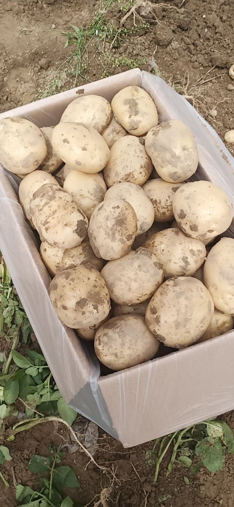 黄皮黄心大土豆，三两起步，欢迎釆购