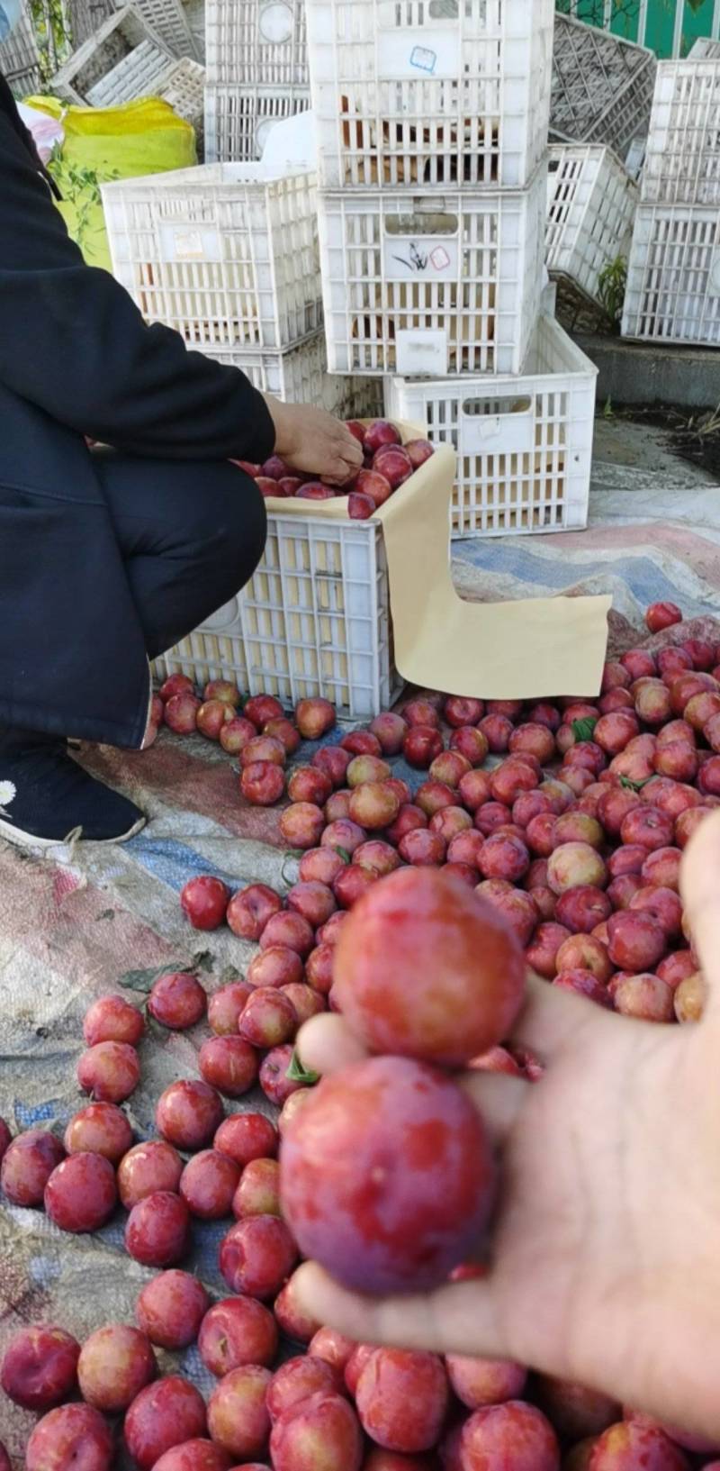 特早熟李子，早富贵李，冰糖李子大量有货，产地直发