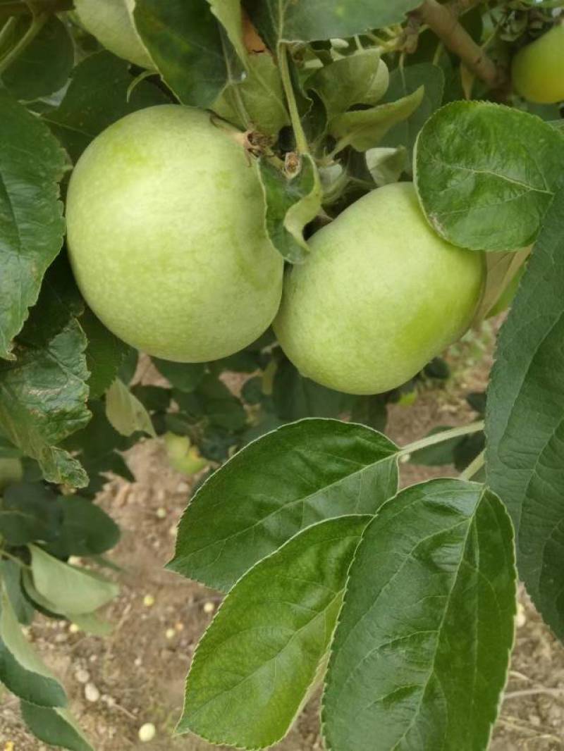 青苹果