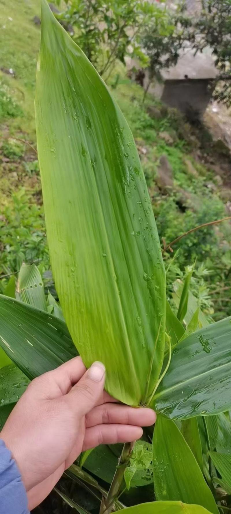 棕叶/鲜棕叶/大量供应鲜棕叶