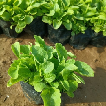 毛地黄地被喜阳耐阴青州花卉苗木基地花镜花坛