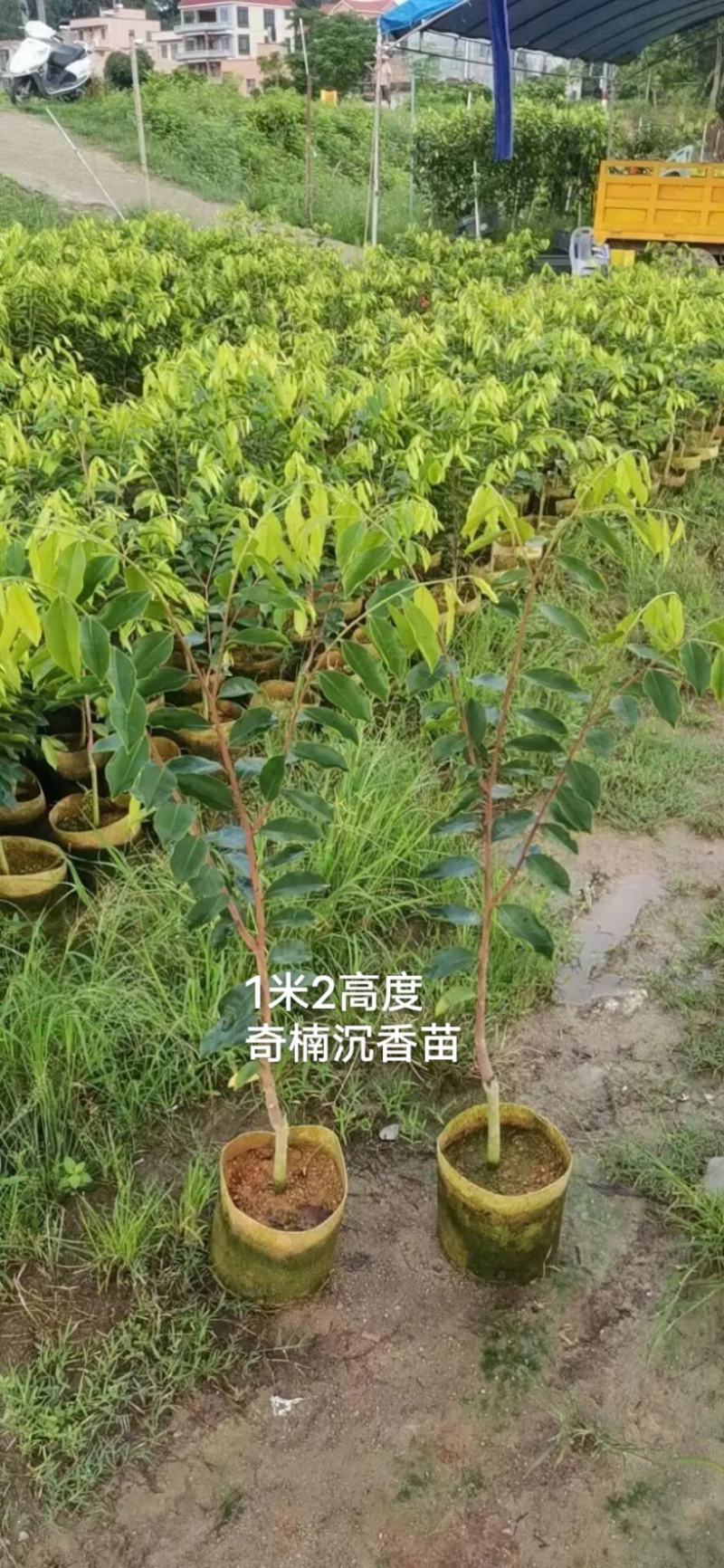 金沙叶。奇楠沉香