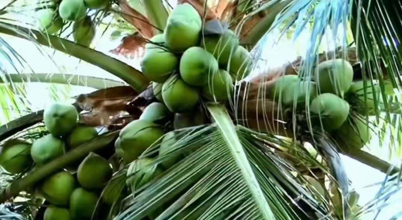 椰子，目前货源充足，可大量供货，现货，新鲜，直签，鲜货。