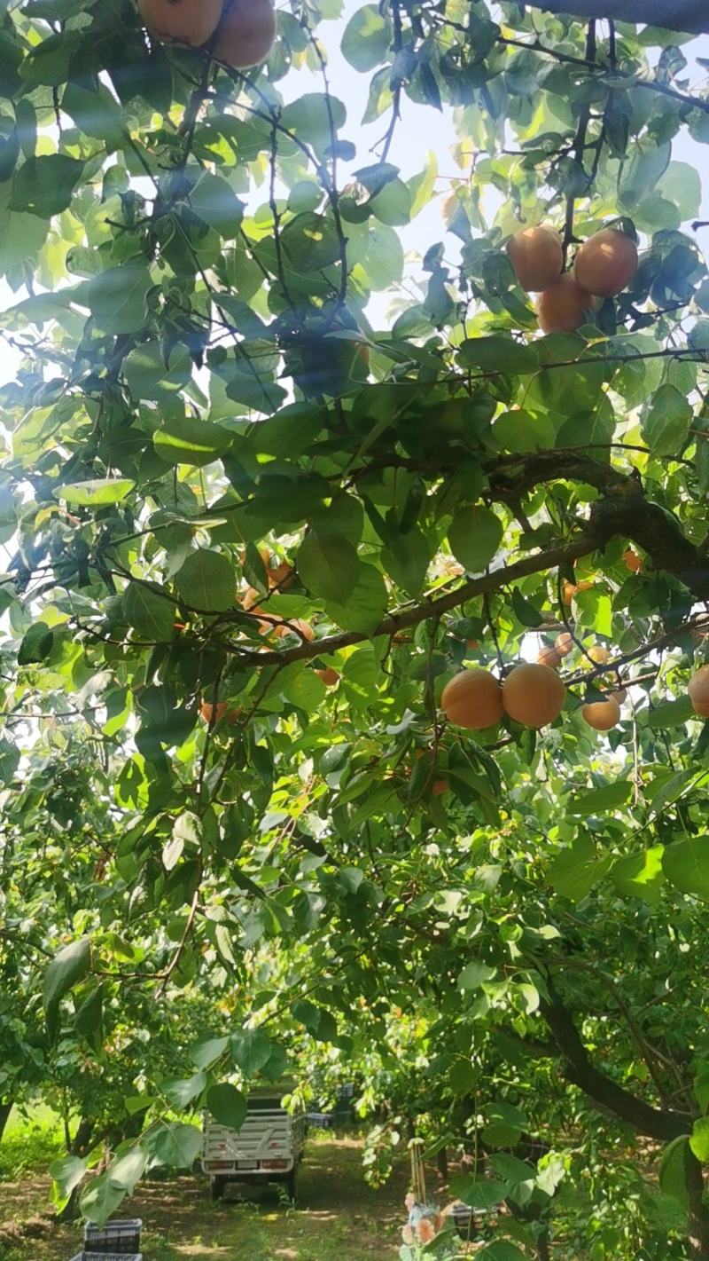 金太阳杏