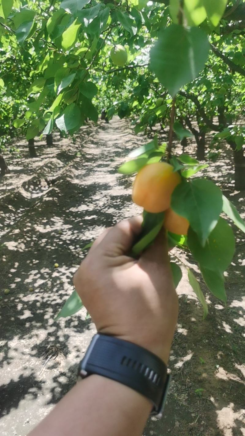 金太阳杏