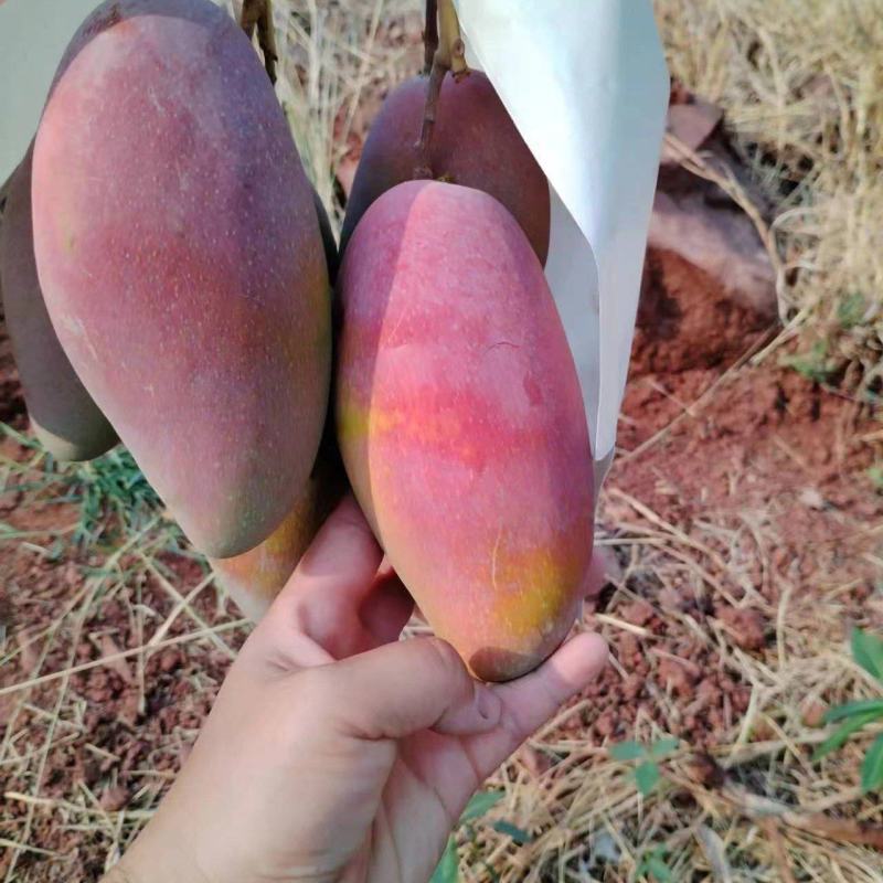 四川精品贵妃芒