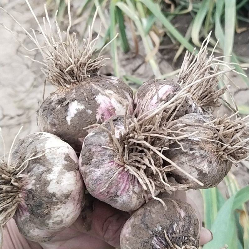 大白菜