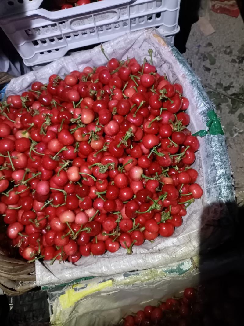 山东美早樱桃，红灯，黄蜜布鲁克斯，代发。加工厂有货