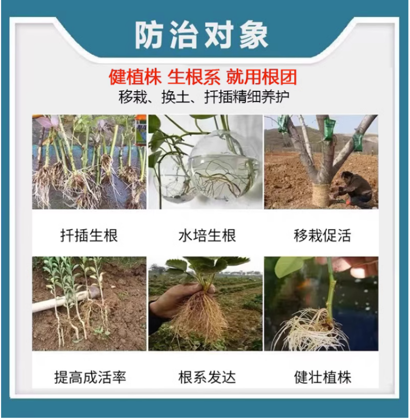 兰月根团吲丁诱抗素植物生长调节剂生根剂缓苗扦插移栽