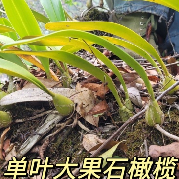 贵州深山石橄榄单叶大果