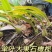 贵州深山石橄榄单叶大果