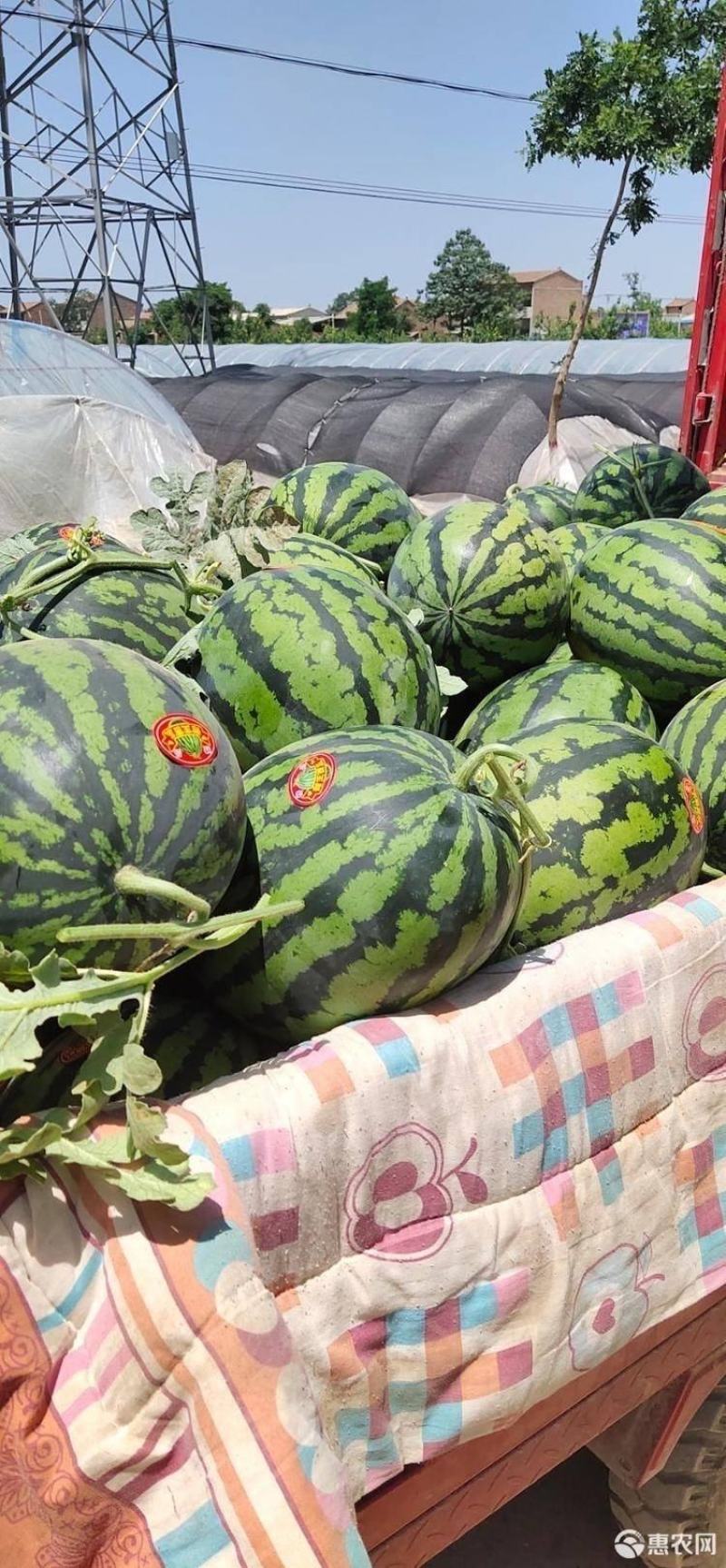 陕西蒲城精品甜王，产地直供，质量保证，诚信经营，合作共赢