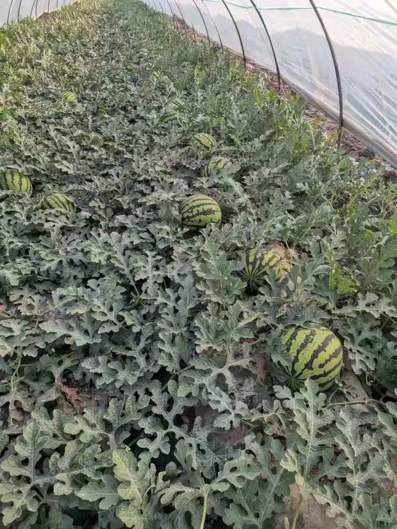 陕西蒲城精品甜王，产地直供，质量保证，诚信经营，合作共赢