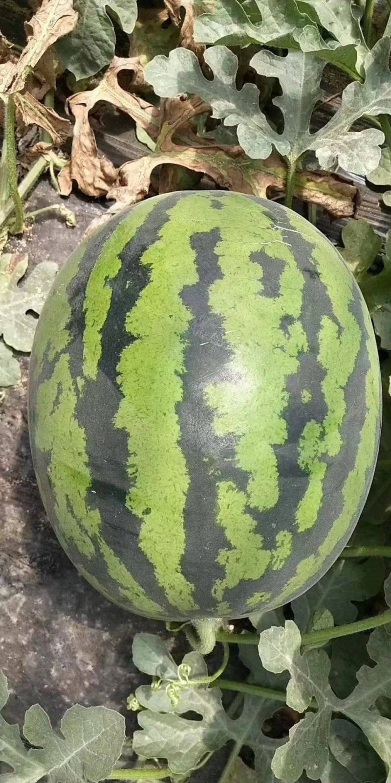 陕西蒲城精品甜王，产地直供，质量保证，诚信经营，合作共赢