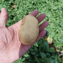 河南内黄精品沃土土豆大量上市，货源充足欢迎实地考察。
