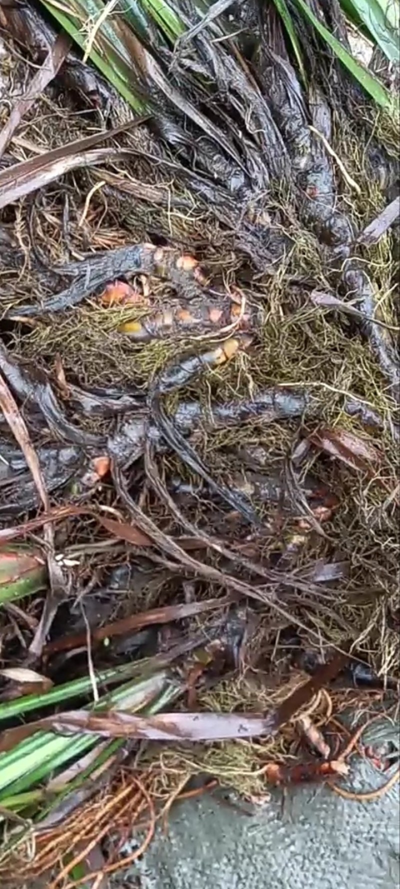 茴香菖蒲