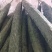 密刺黄瓜大量上市产地直发一手货源品质保证诚信经营欢迎来电