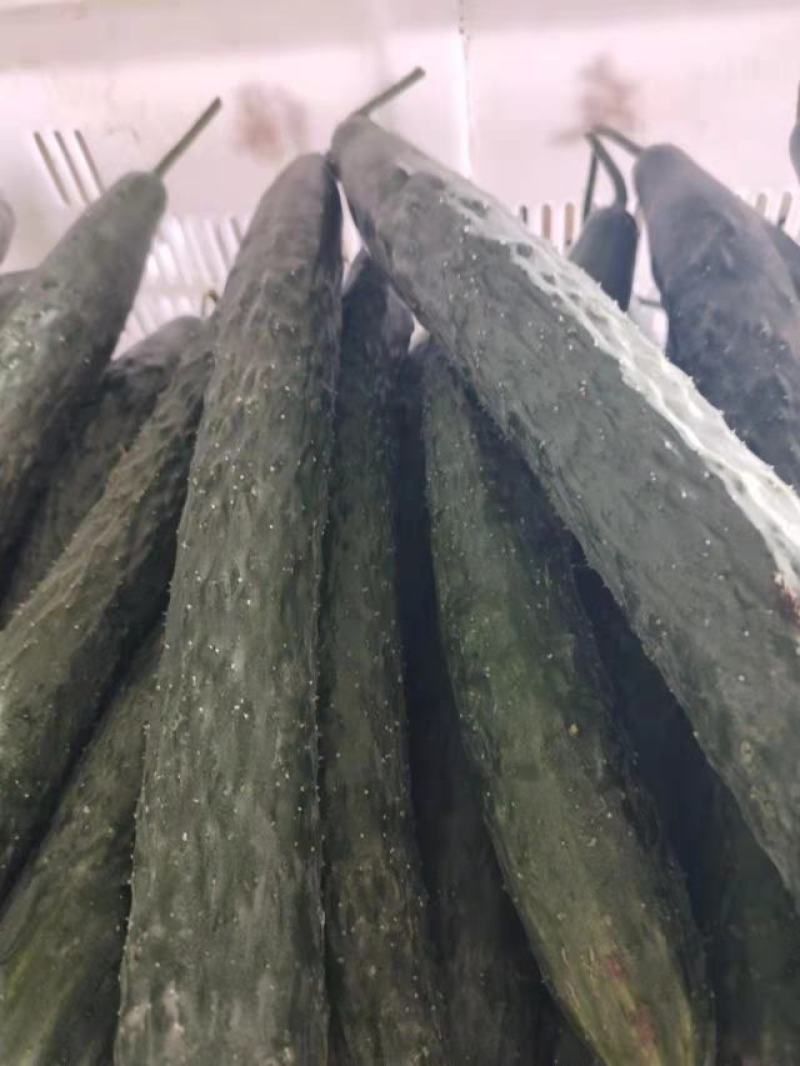 密刺黄瓜大量上市产地直发一手货源品质保证诚信经营欢迎来电