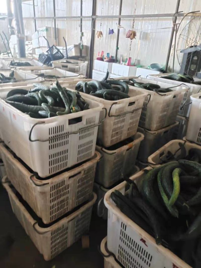 密刺黄瓜大量上市产地直发一手货源品质保证诚信经营欢迎来电