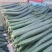 密刺黄瓜大量上市产地直发一手货源品质保证诚信经营欢迎来电
