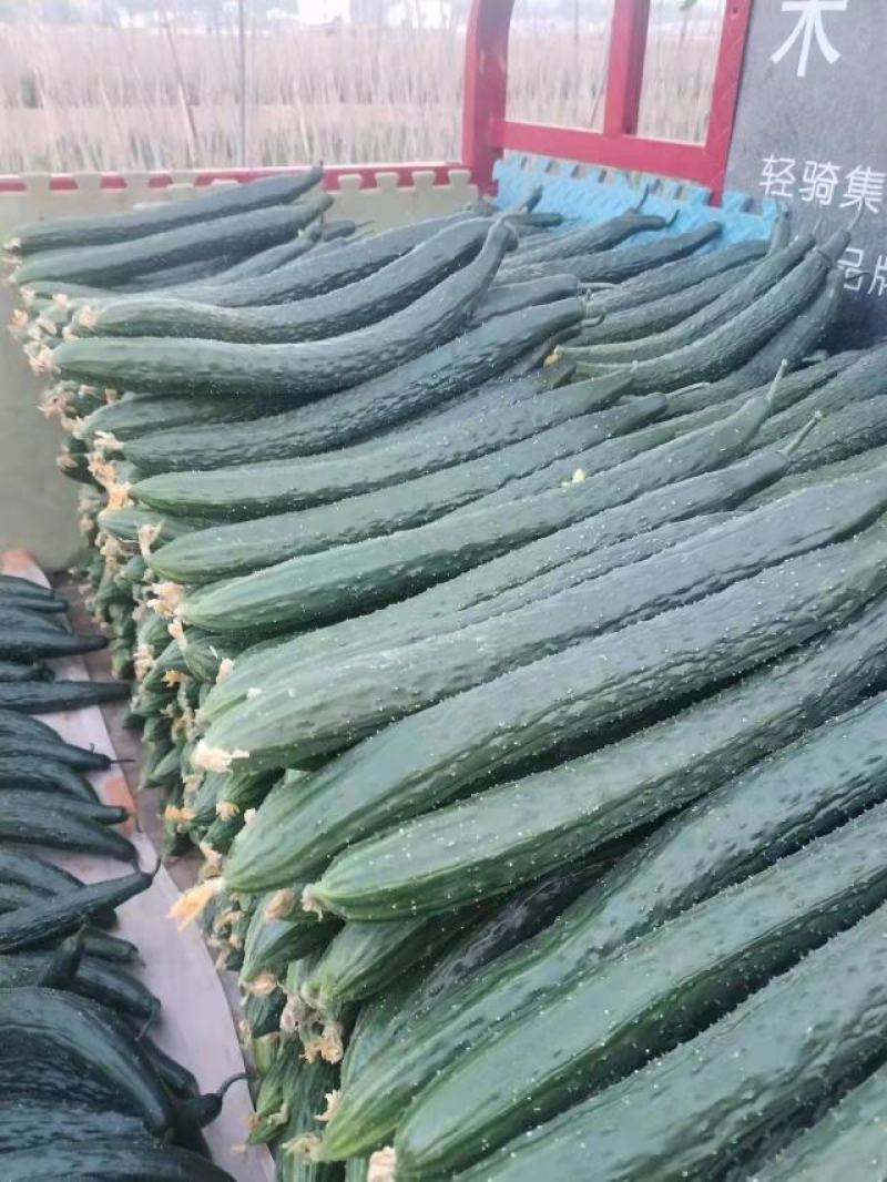 密刺黄瓜大量上市产地直发一手货源品质保证诚信经营欢迎来电