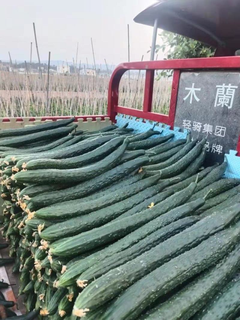密刺黄瓜大量上市产地直发一手货源品质保证诚信经营欢迎来电