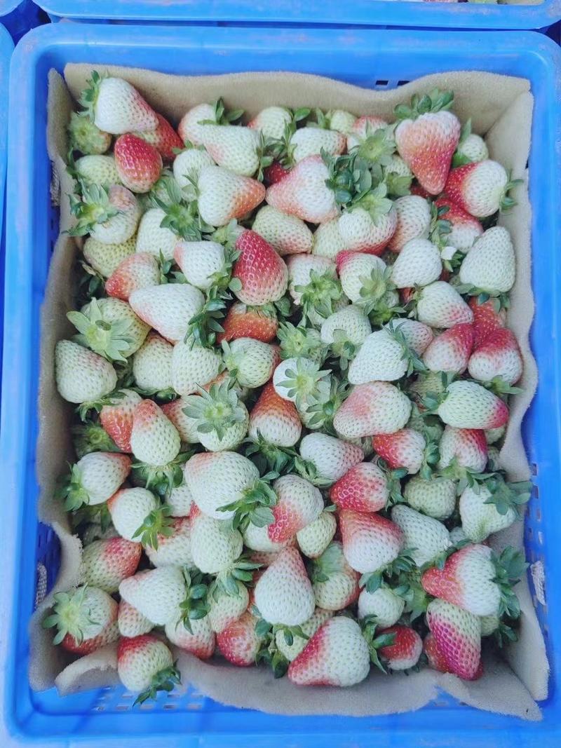 云南曲靖四季草莓现大量上市，量大从优，欢迎咨询！