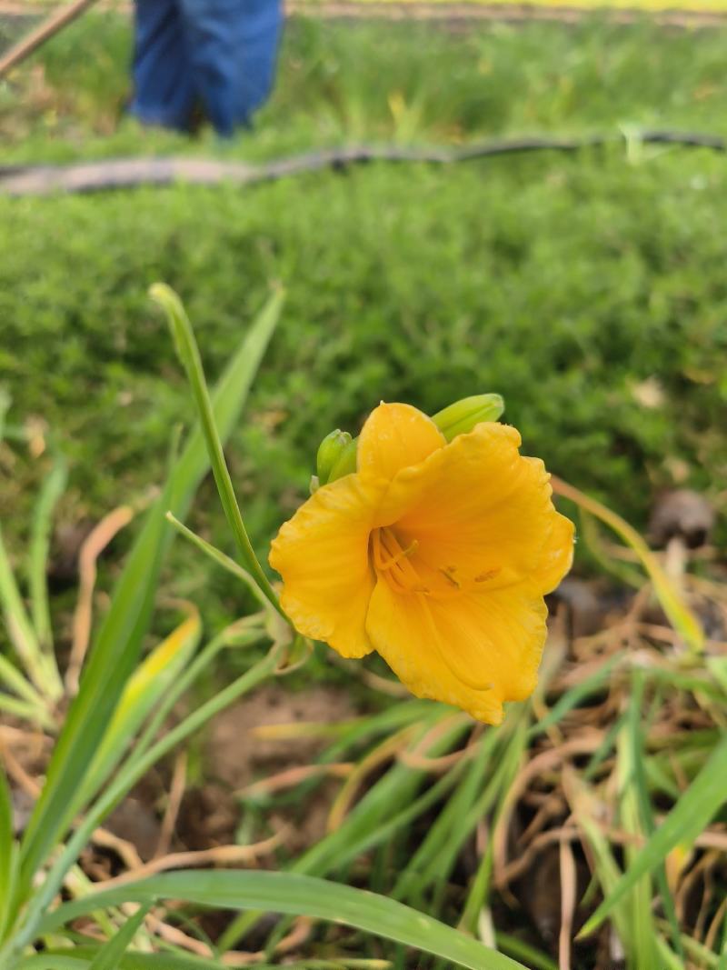 金娃娃萱草多年生萱草杯苗成活率高路边绿化栽植