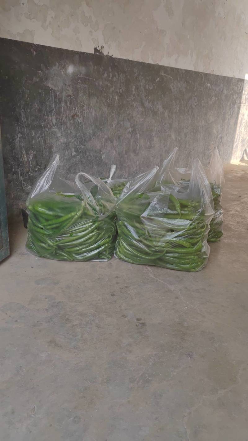 河南大棚辣椒泡椒黄皮尖椒线椒美辣大量上市