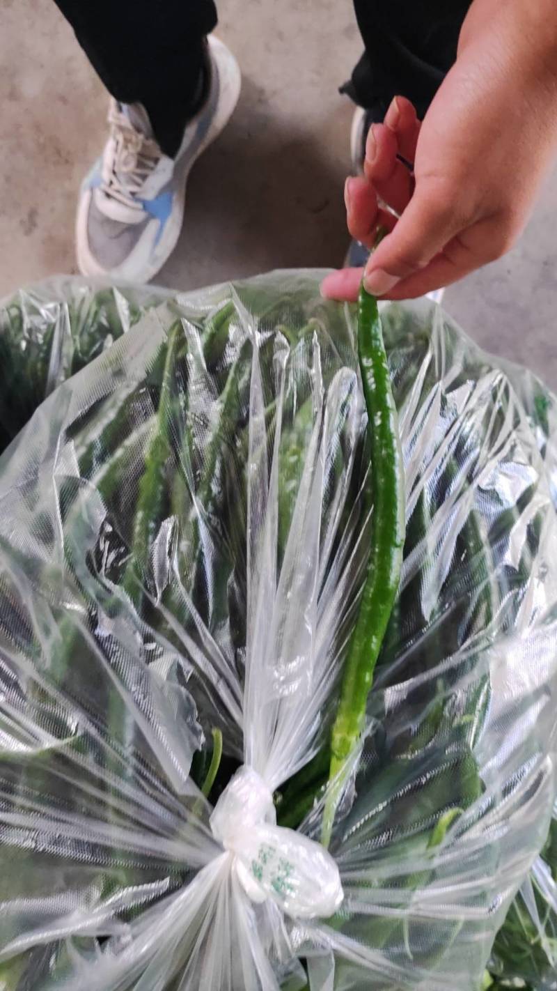 河南大棚辣椒泡椒黄皮尖椒线椒美辣大量上市