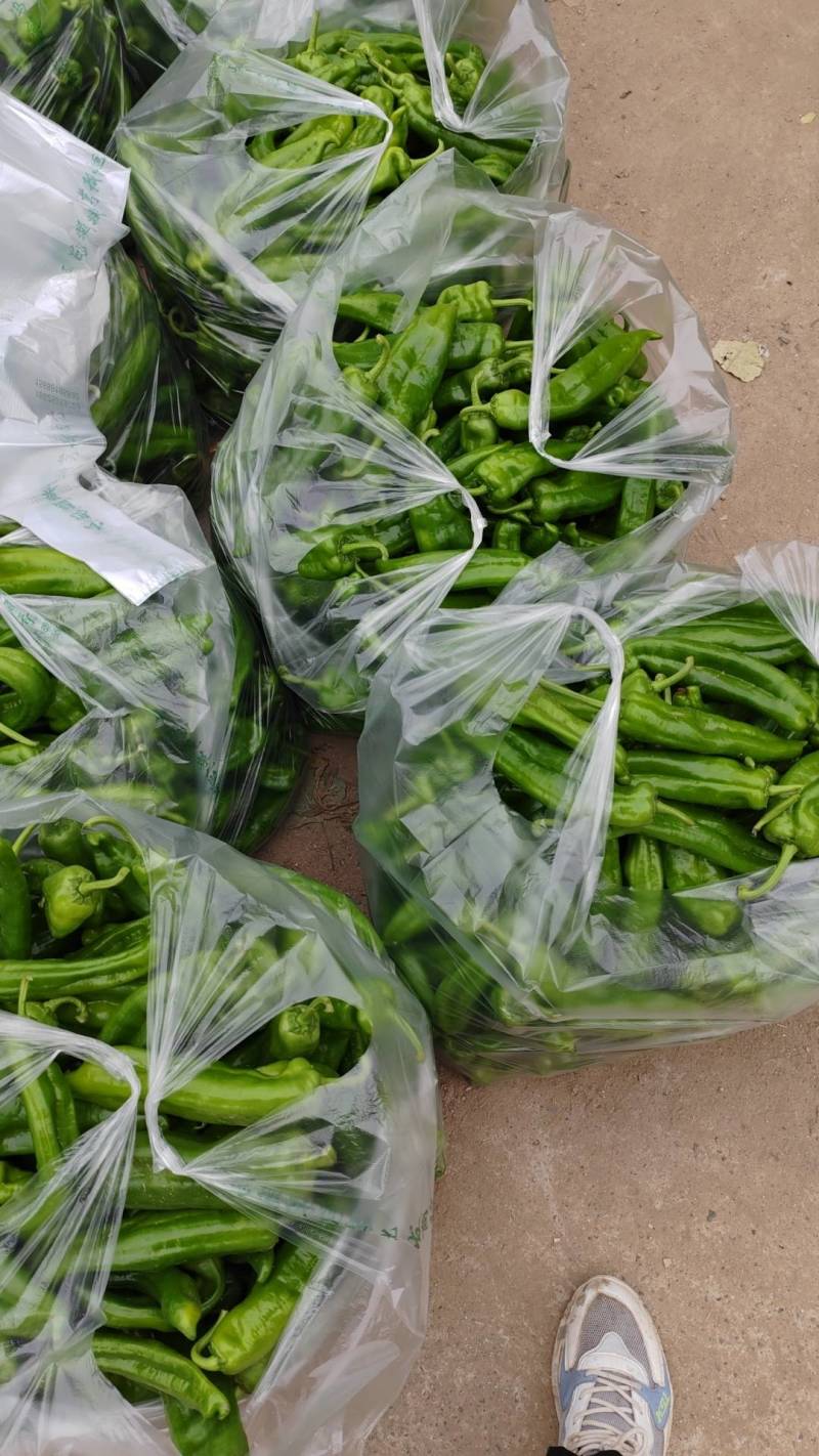 河南大棚辣椒泡椒黄皮尖椒线椒美辣大量上市