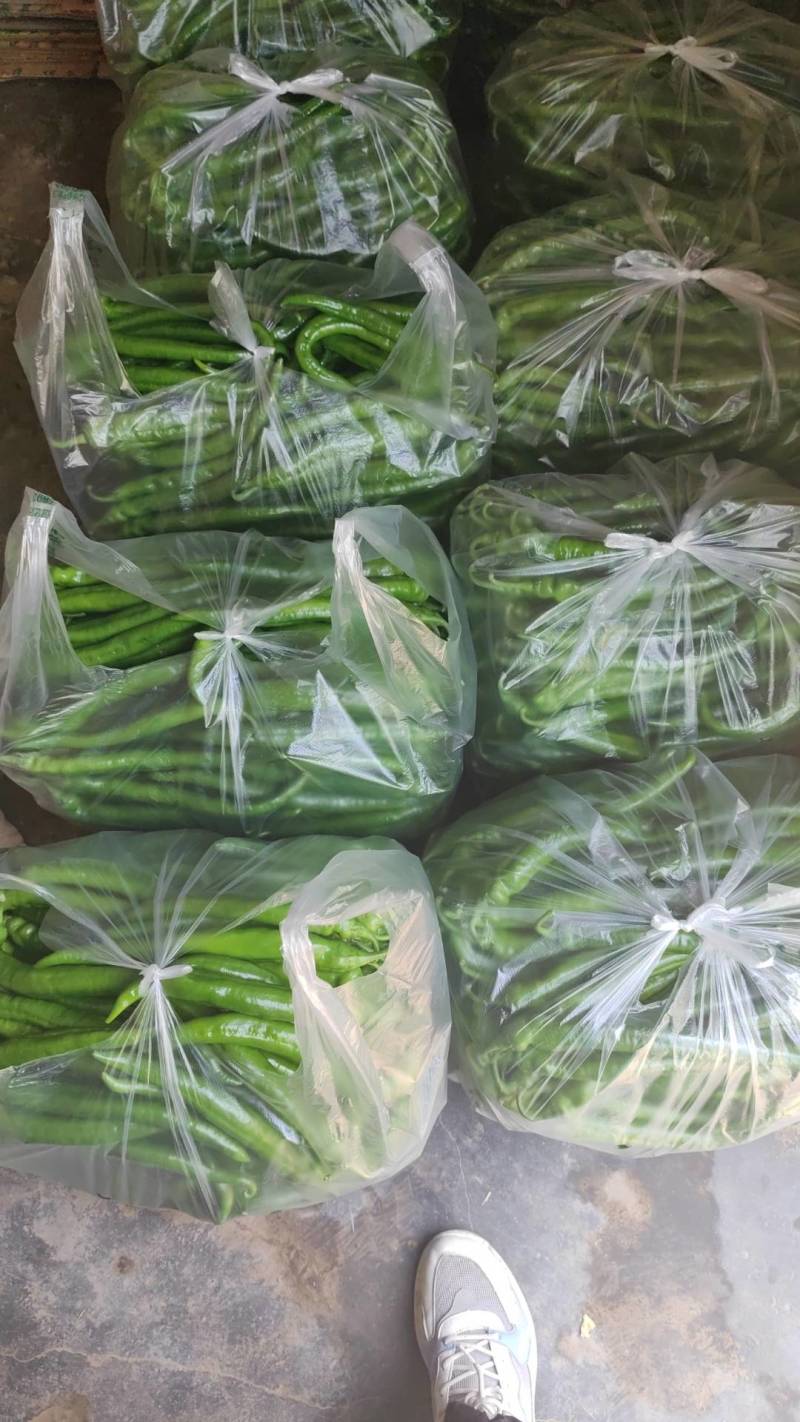 河南大棚辣椒泡椒黄皮尖椒线椒美辣大量上市