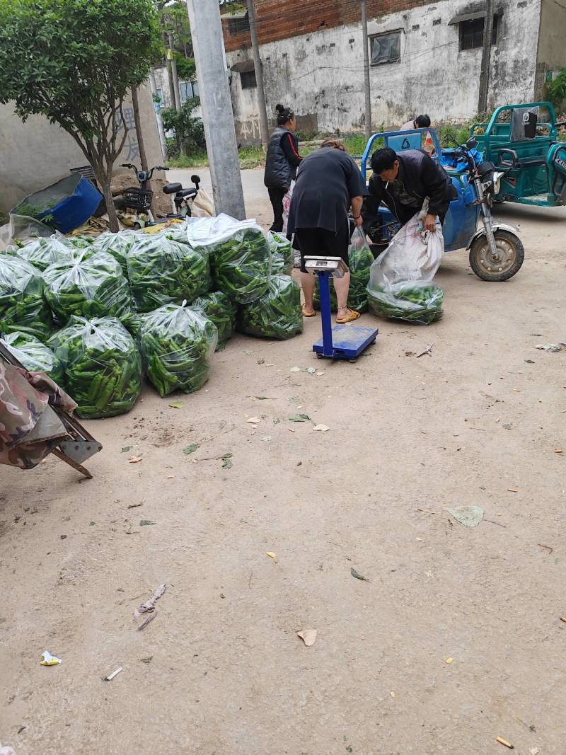 河南大棚辣椒泡椒黄皮尖椒线椒美辣大量上市