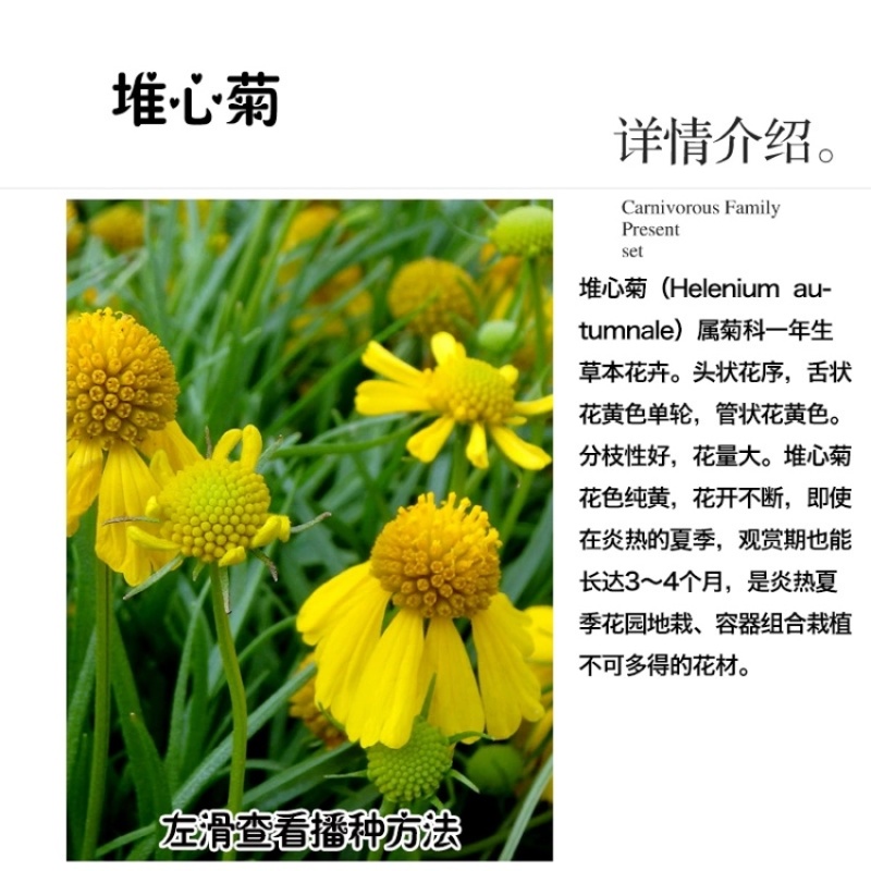 堆心菊种子花籽易种植的花籽金黄色花海花卉小菊花种子阳台盆