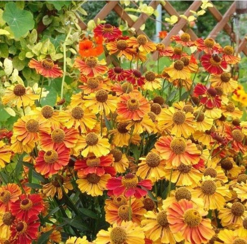 堆心菊种子花籽易种植的花籽金黄色花海花卉小菊花种子阳台盆
