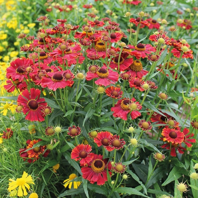 堆心菊种子花籽易种植的花籽金黄色花海花卉小菊花种子阳台盆