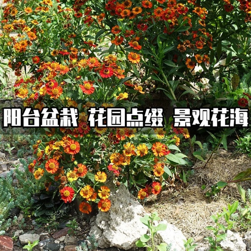 堆心菊种子花籽易种植的花籽金黄色花海花卉小菊花种子阳台盆