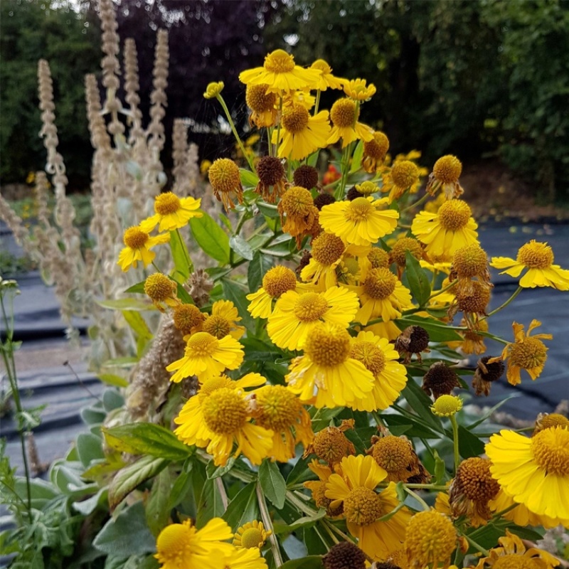 堆心菊种子花籽易种植的花籽金黄色花海花卉小菊花种子阳台盆