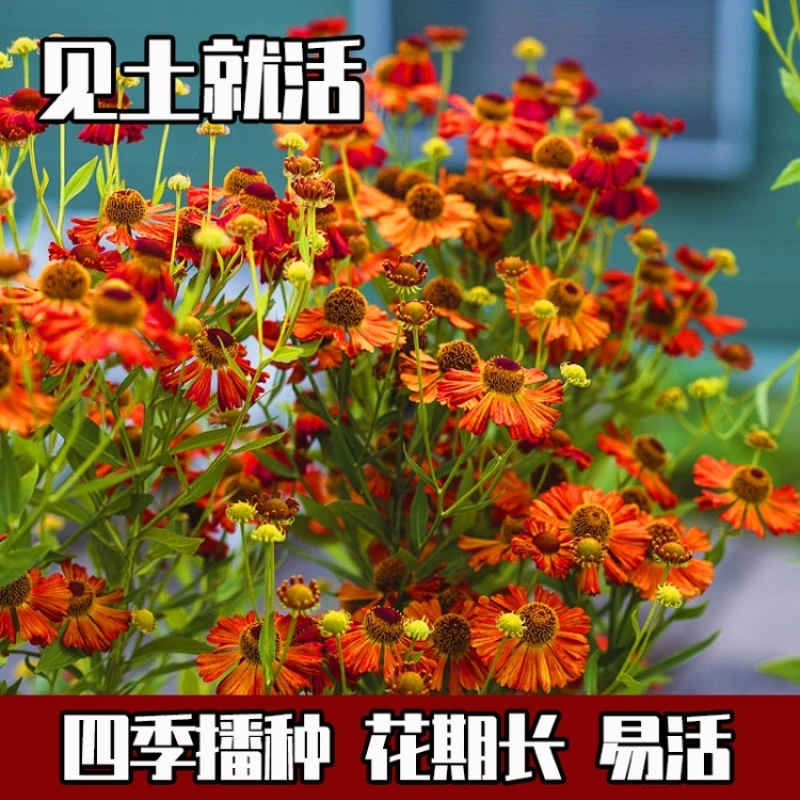 堆心菊种子花籽易种植的花籽金黄色花海花卉小菊花种子阳台盆