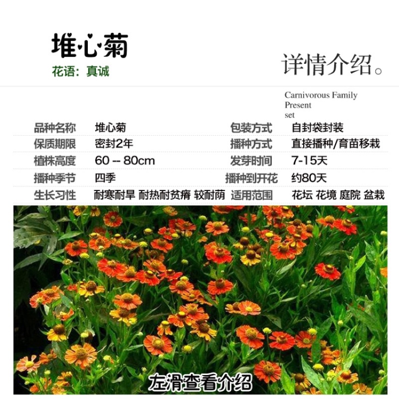堆心菊种子花籽易种植的花籽金黄色花海花卉小菊花种子阳台盆
